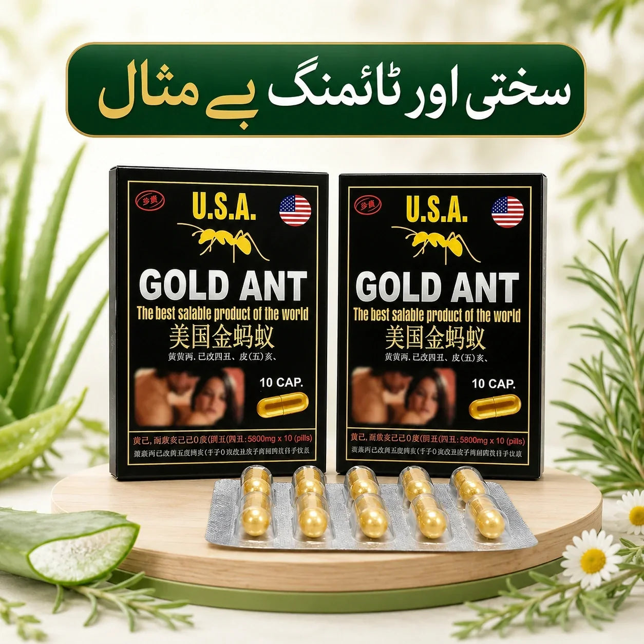 HC – GD Ant